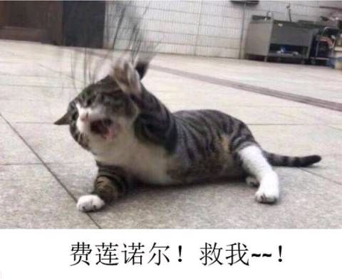 费莲诺尔，救我