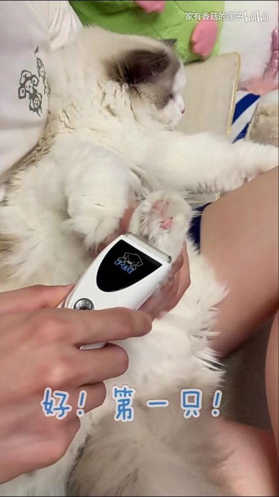 jio毛 网络示意图