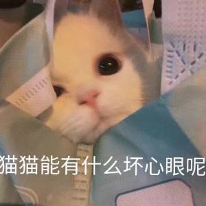 猫猫没有坏心眼
