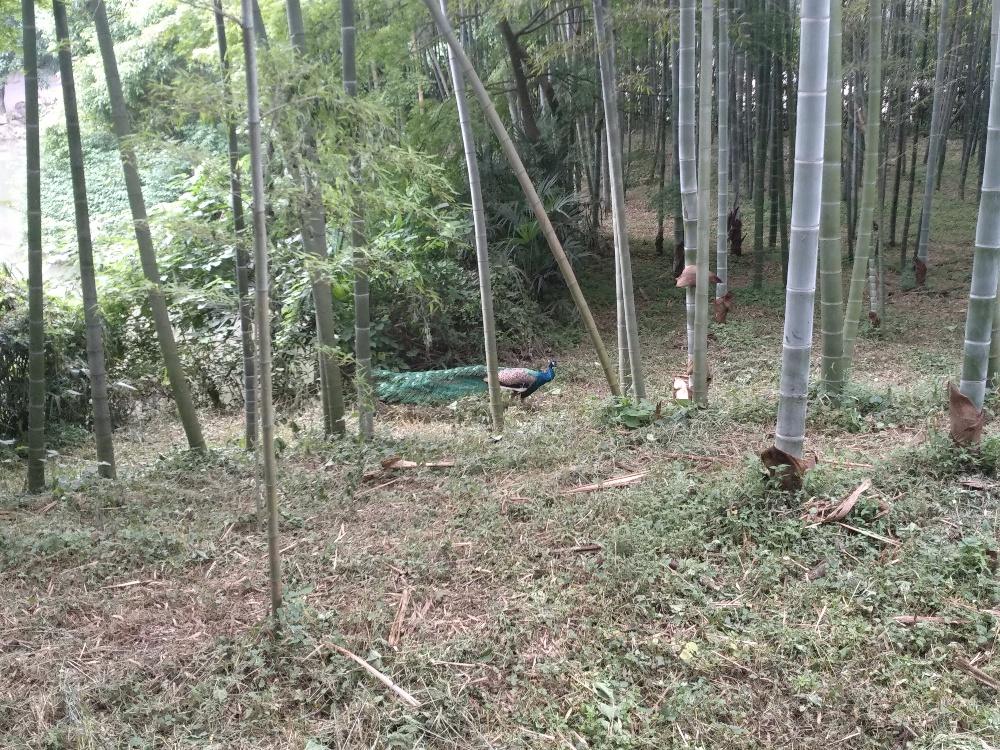 古隆中走地鸡ಡωಡ！