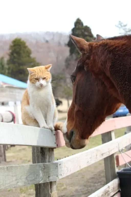 四月的doto与猫哥