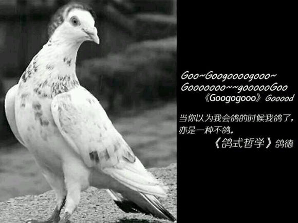 关于鸽子的问题