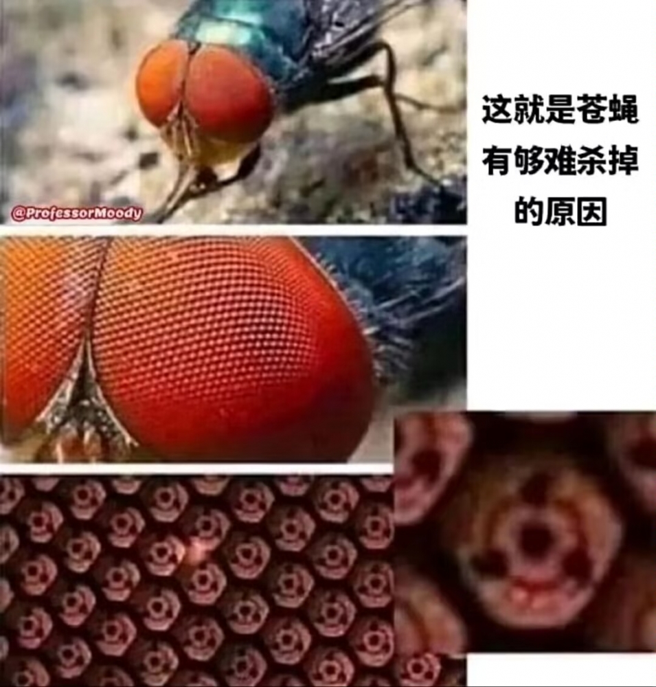 沙雕图