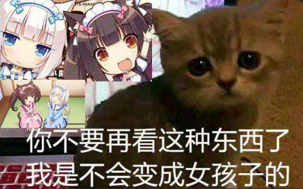 猫娘3