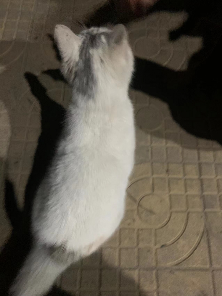 昨晚还真捡到了白猫猫