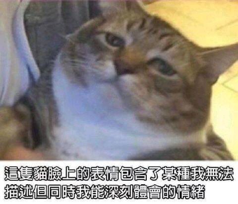 猫猫