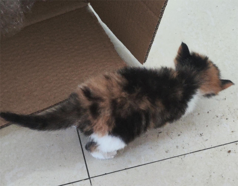 捡到的黄昏猫猫