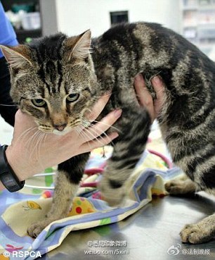 最后活下来的猫