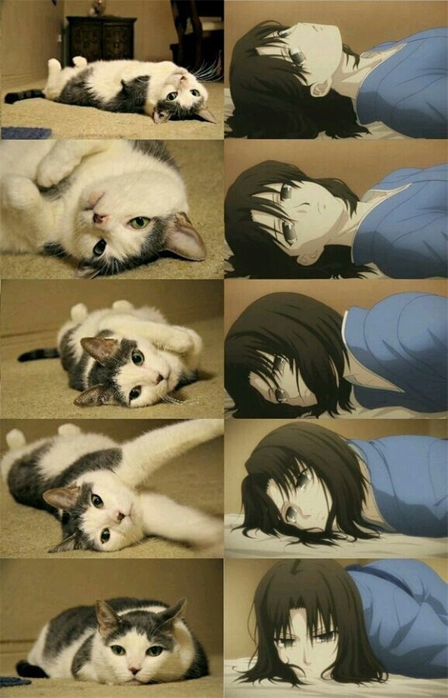 两仪猫