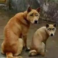 最近老六是真的多