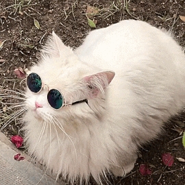 真正的五条悟