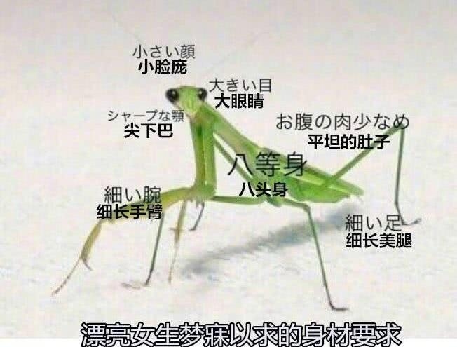 标准身材
