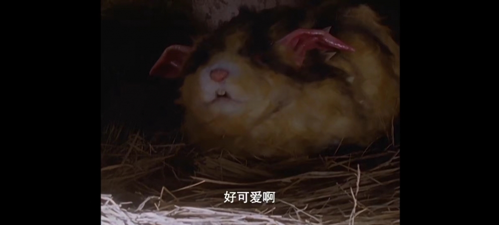 莫古拉鼠