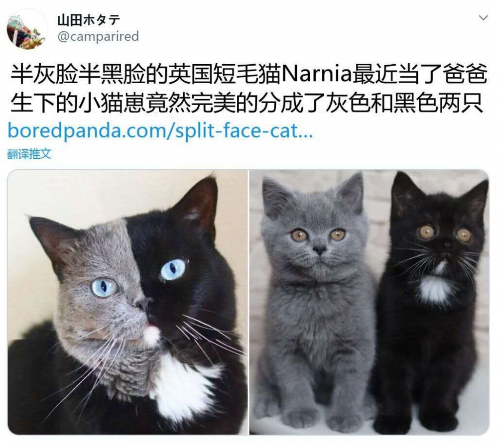 我懂了，是假面骑士W