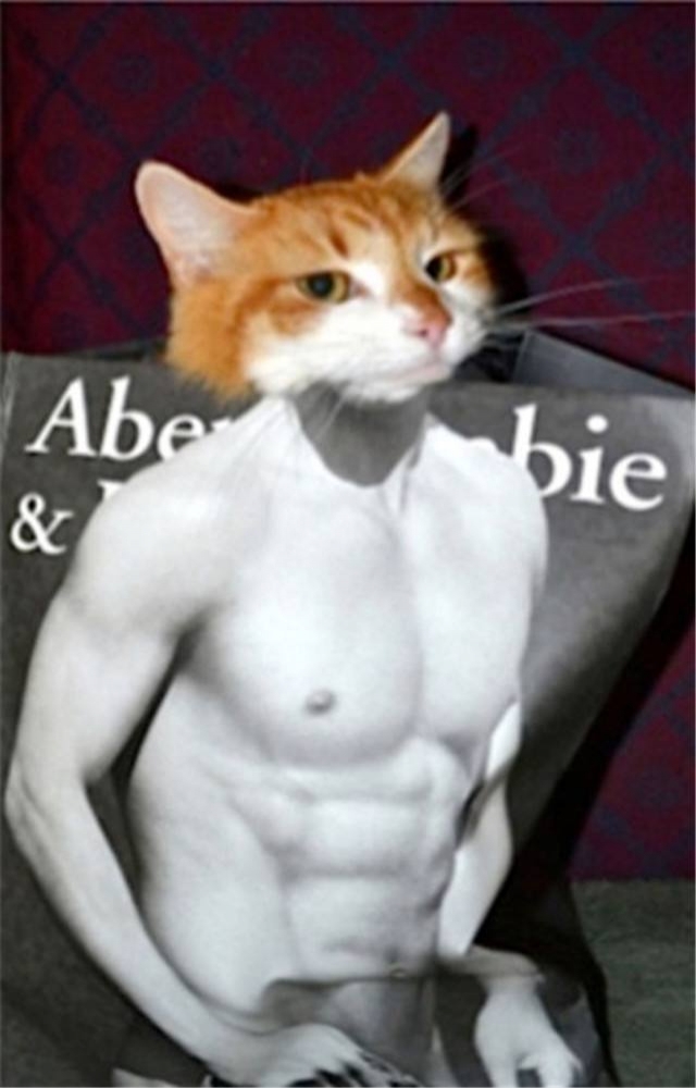 本喵帅气的照片