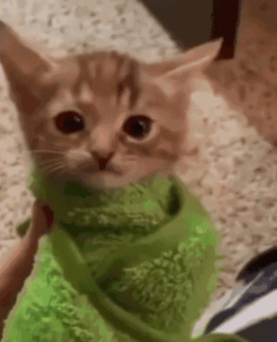 BYD小猫