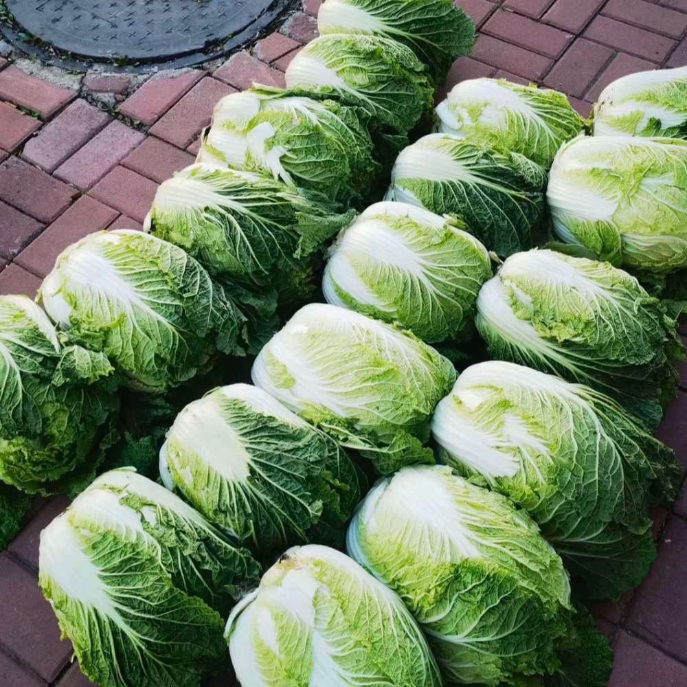 找张网图40至70斤