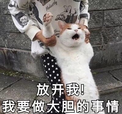 可爱修猫