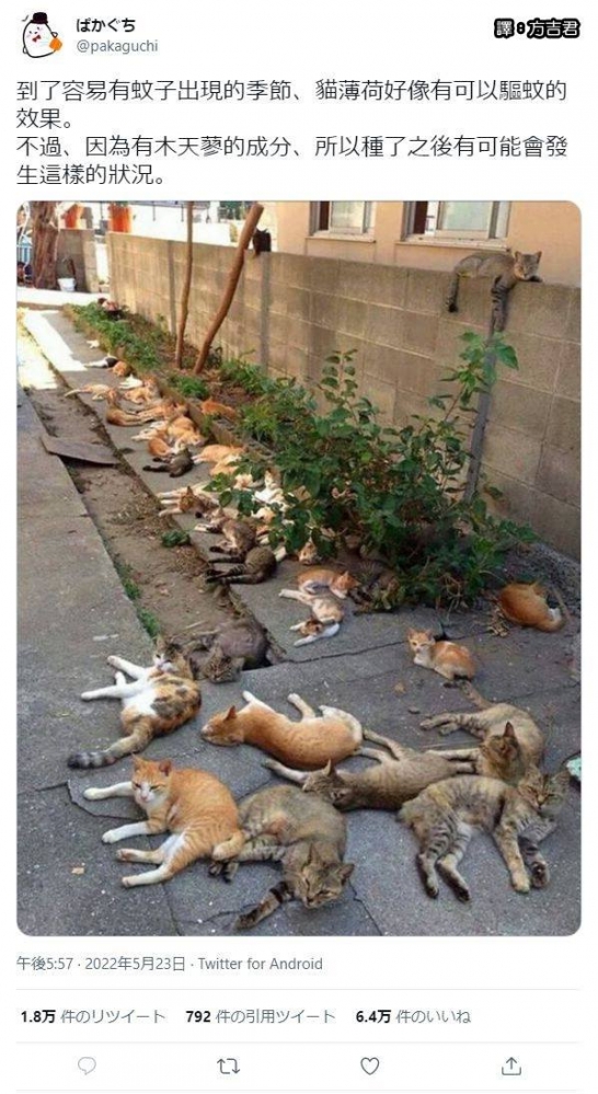 看看猫猫