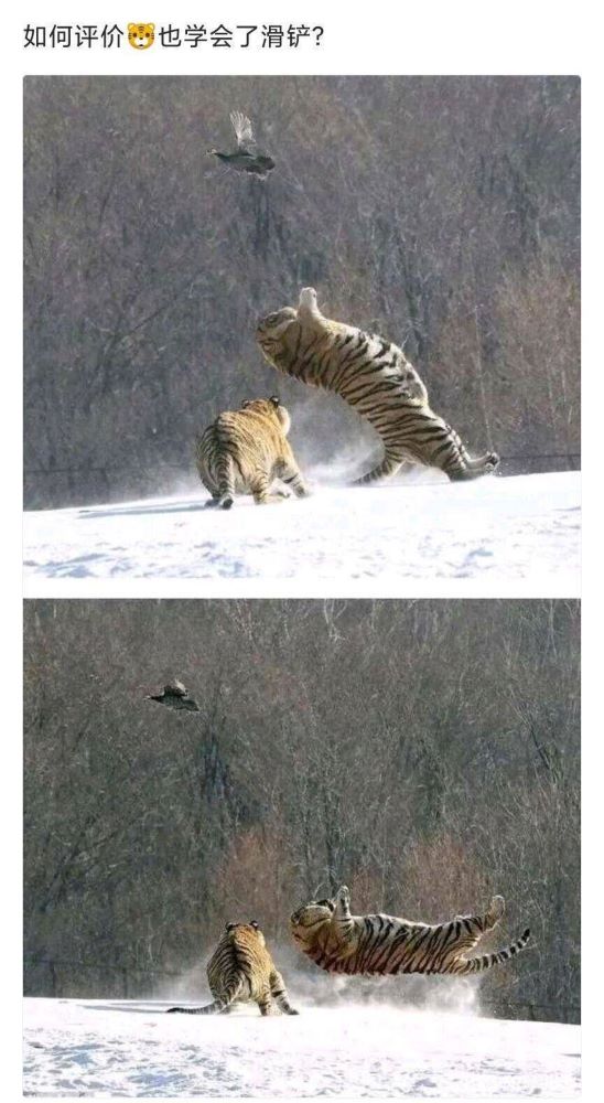 老虎是怎么滑铲的