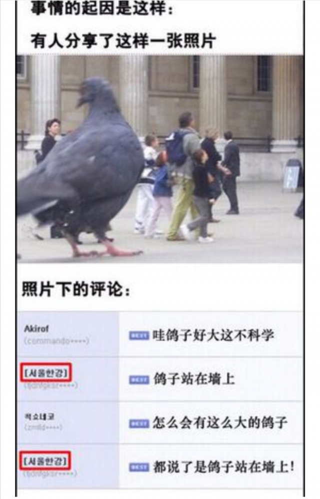 鸽子为什么这么大