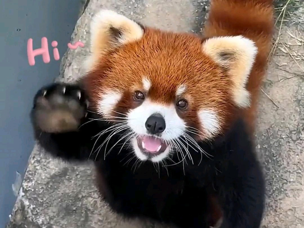 小熊猫，可爱捏。