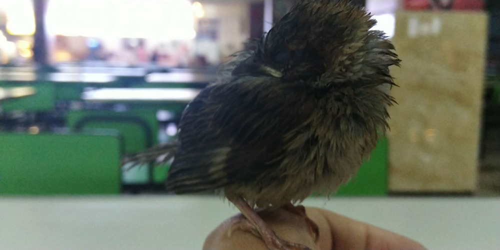 然后极其自然的就睡了