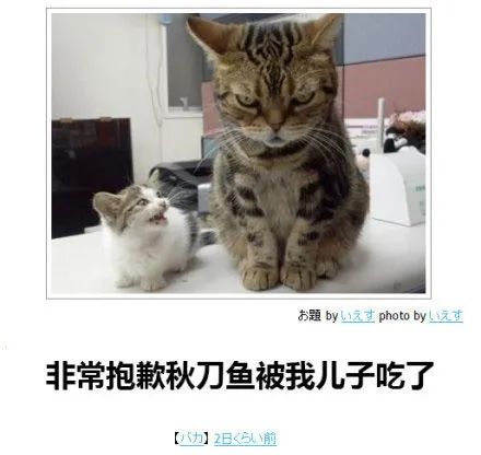 极道猫猫
