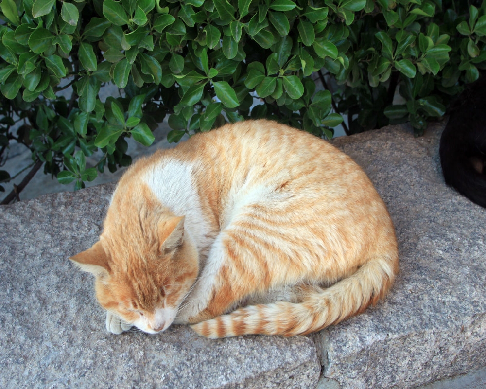 仅有动作可供参考