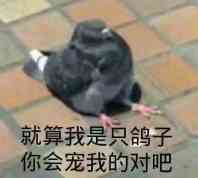 你们会宠我的对吧？