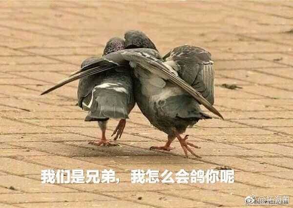 我们是兄弟