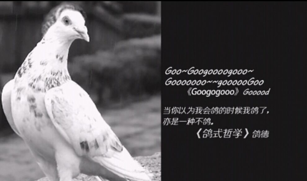 我没鸽