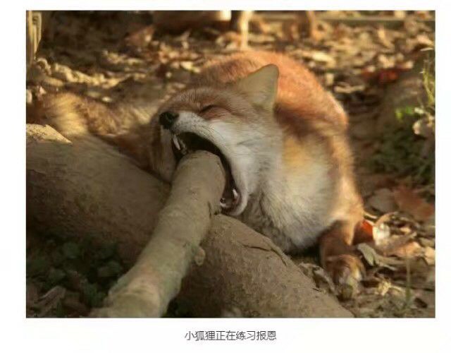 PS1：狐的报恩~~