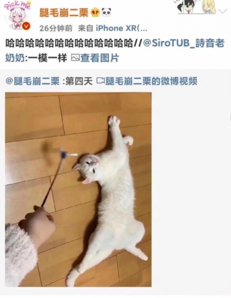 猫喜欢