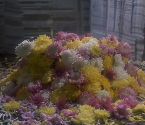 鲜花