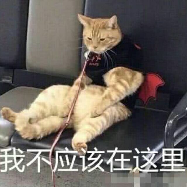 胖橘
