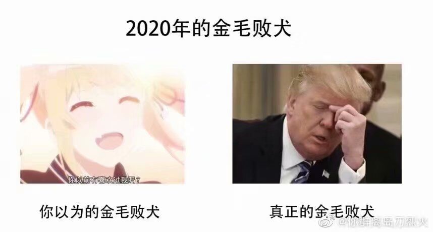 金毛败犬