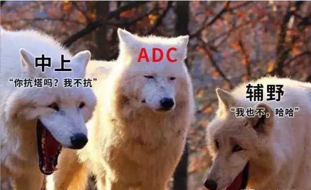 三只小狐狸