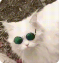 五条老师