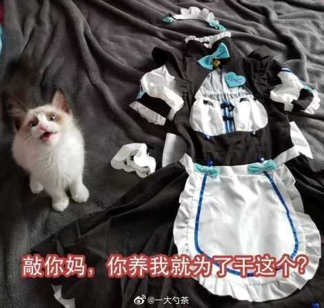 今日份