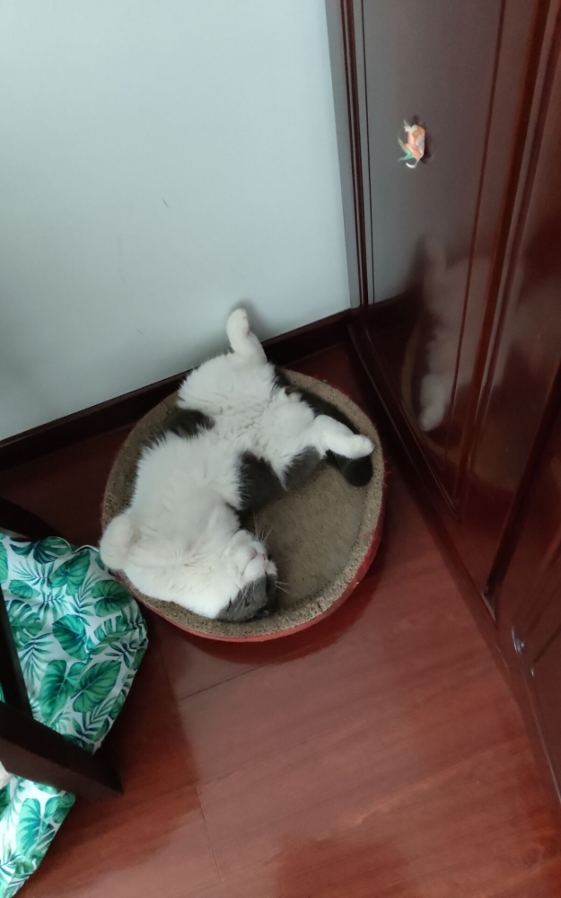 午睡可乐