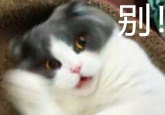 表情包1