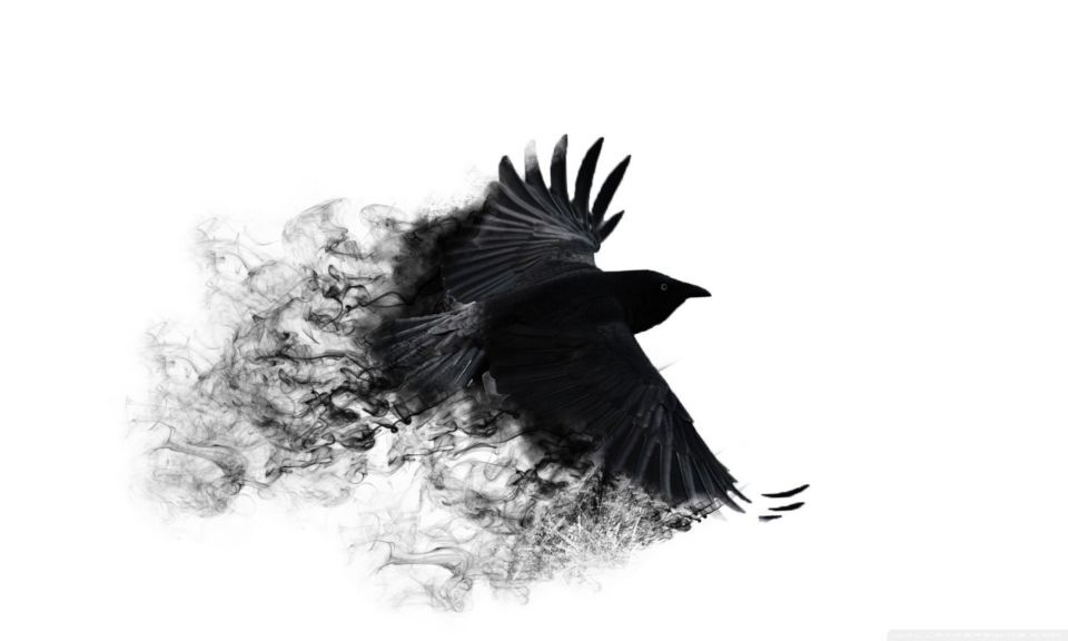 喜鹊才是鸦科大佬