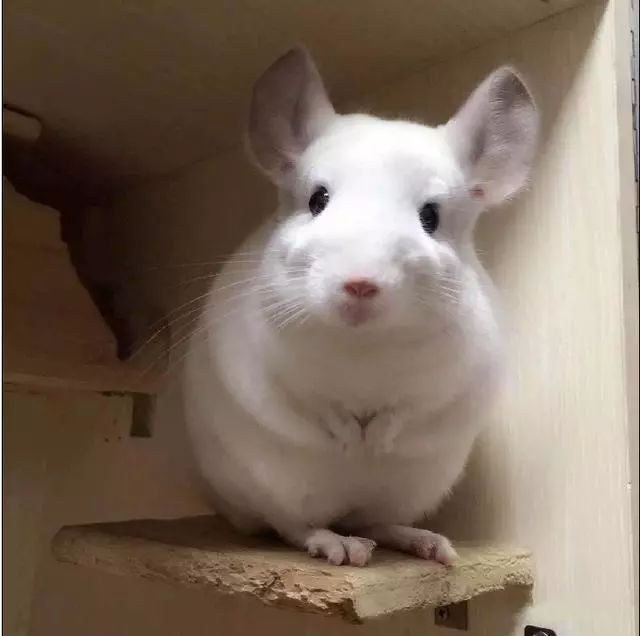 鼠鼠
