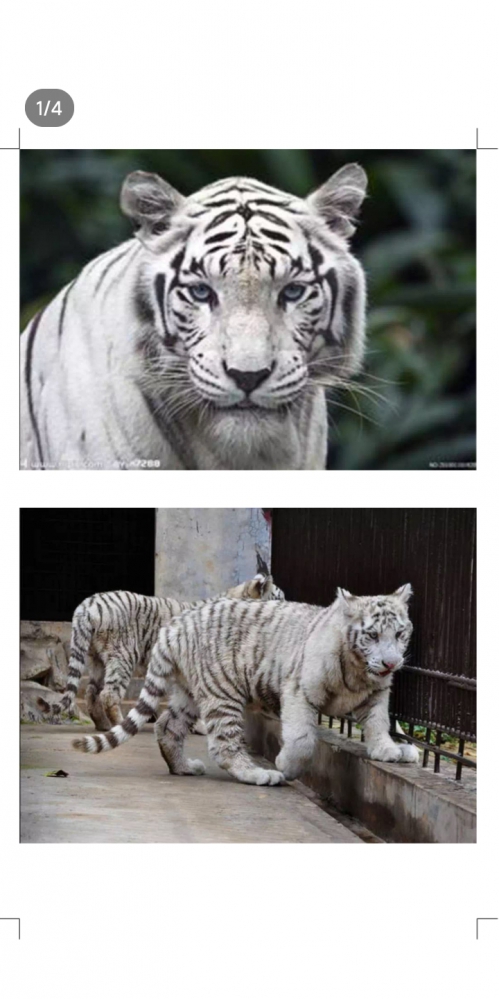 白虎无码高清野外