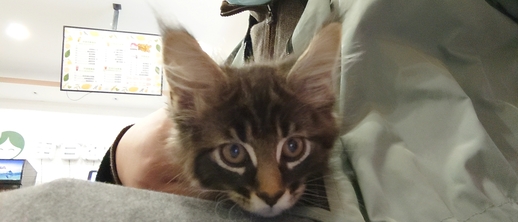 钟离是只缅因猫！