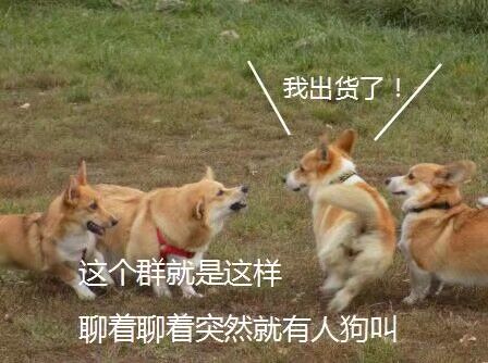 真的狗啊