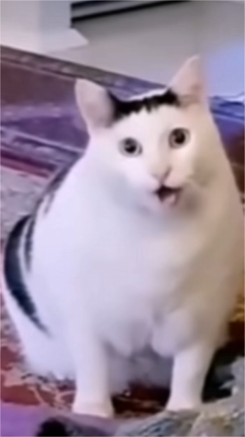震惊猫