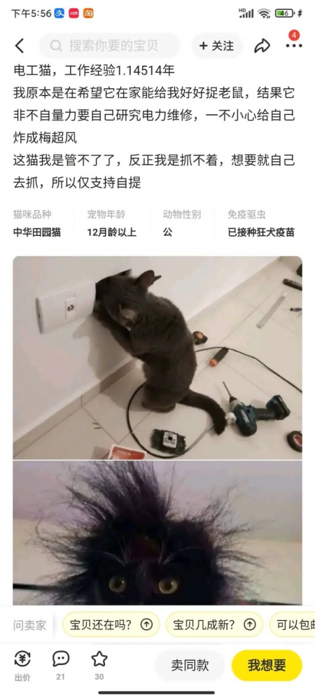 进化过的猫猫