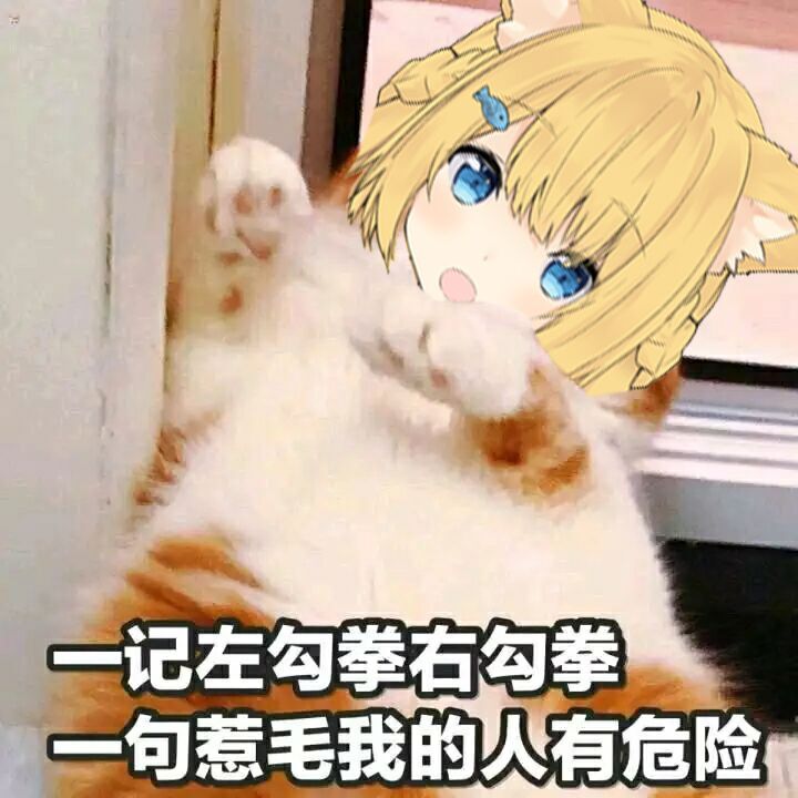 猫猫